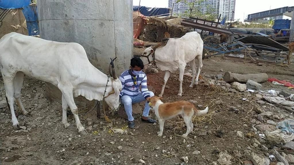 Help to Animals — photo 5