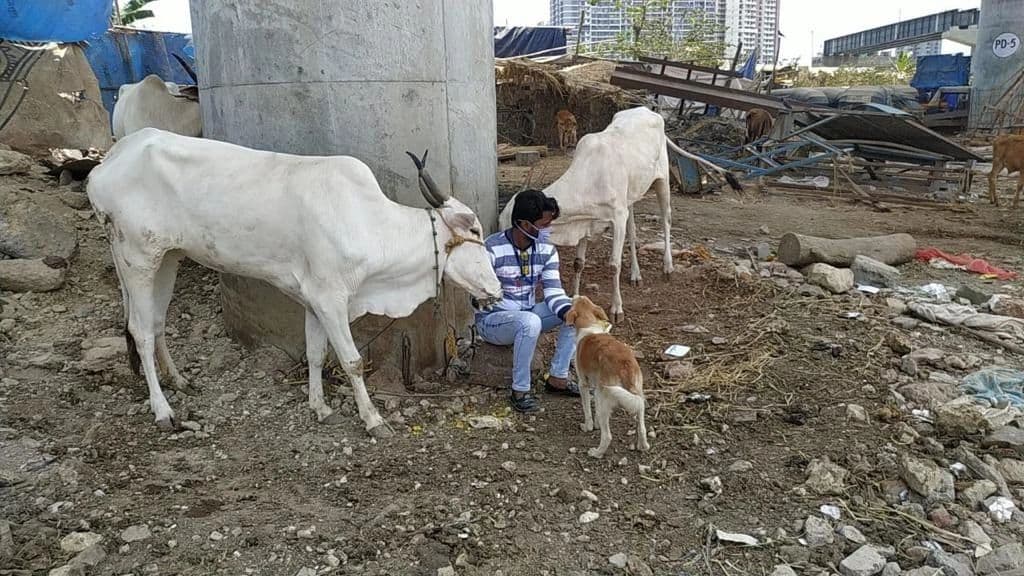 Help to Animals — photo 8